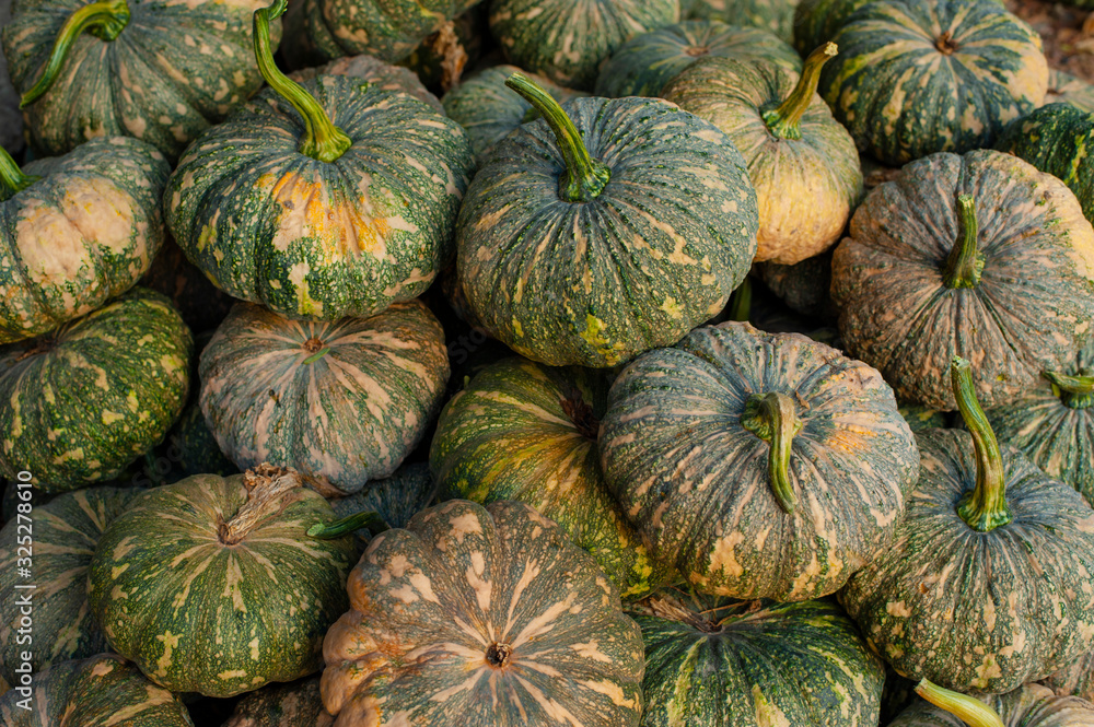 Close-up Green Pumpkin , Planted in Asia, Thailand. Close-up Green Pumpkin , Planted in Asia, Thailand.
