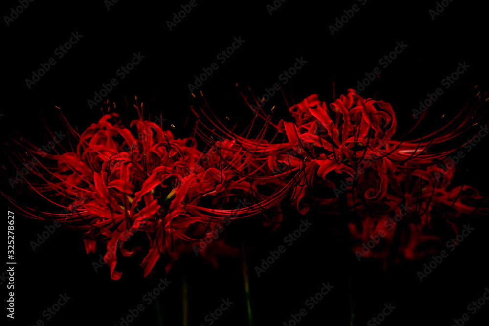 Nature red spider lily red background. Stock Photo | Adobe Stock