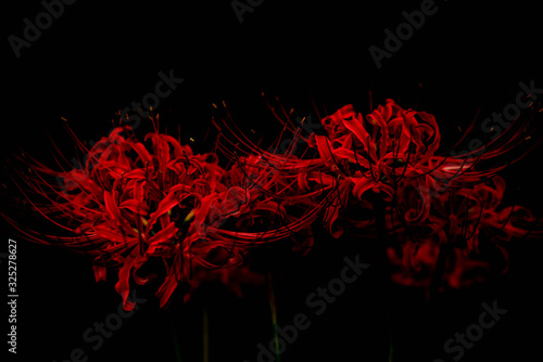 Red Spider Lily Wallpapers  Top Free Red Spider Lily Backgrounds   WallpaperAccess