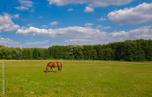 Fototapeta Naklejka Na Ścianę i Meble -  Horse grazing in a ranch