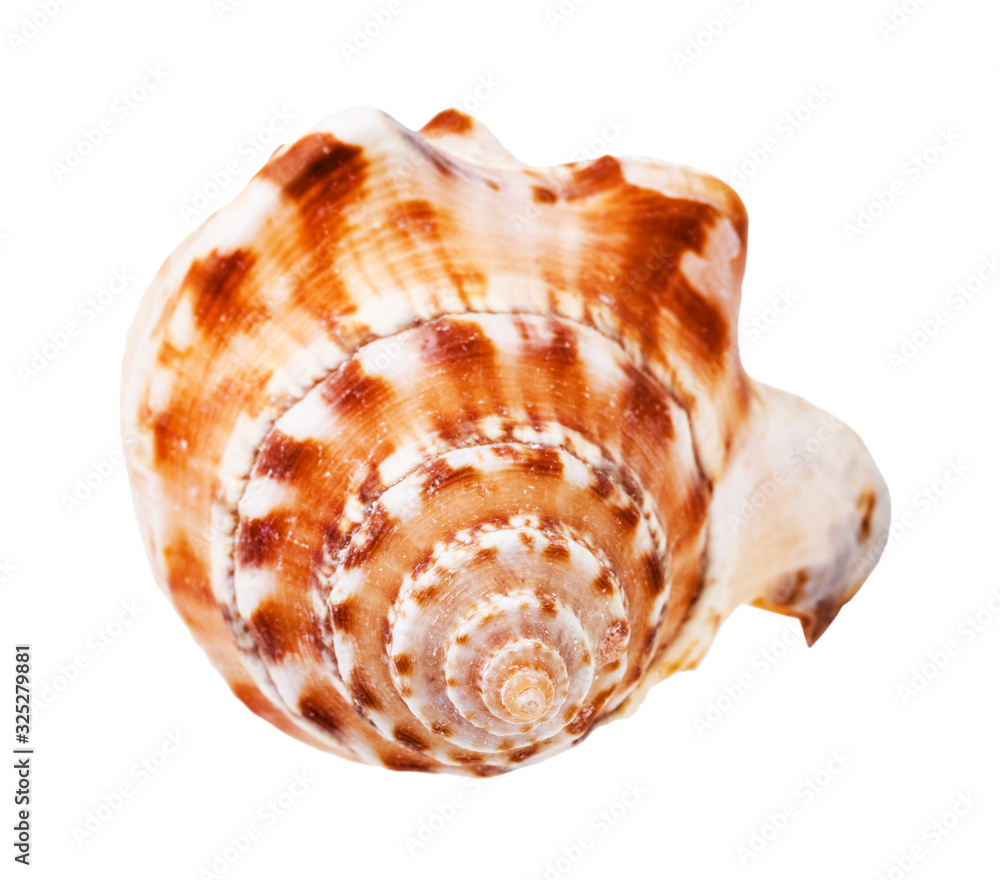 helix shell of sea mollusk isolated on white