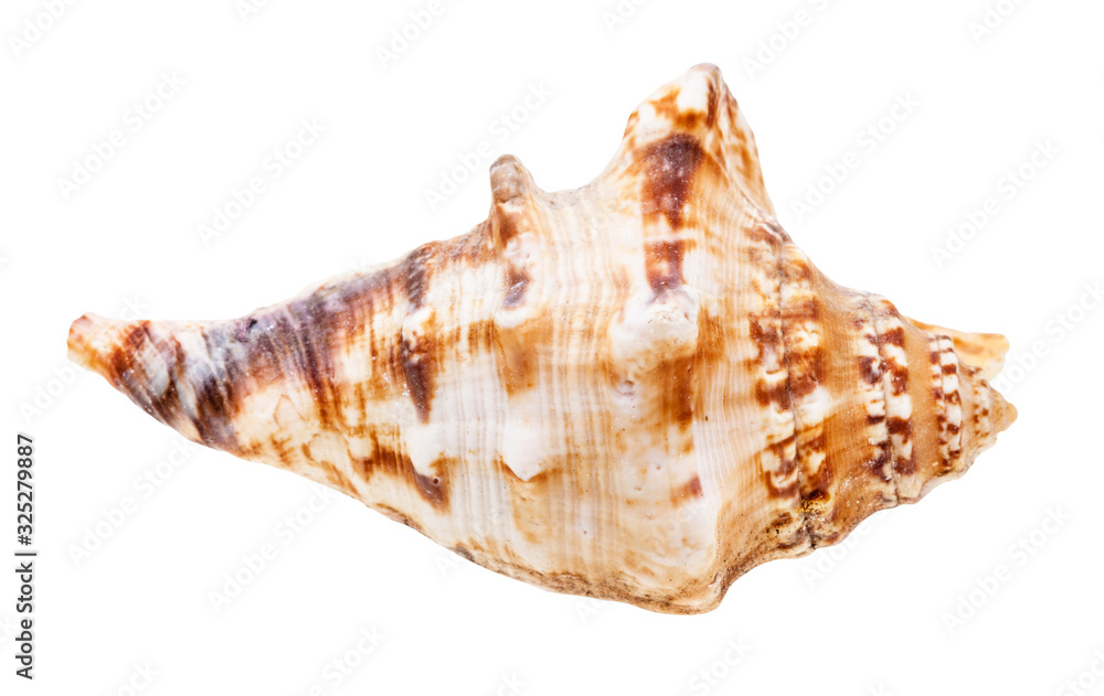 shell of sea mollusk isolated on white