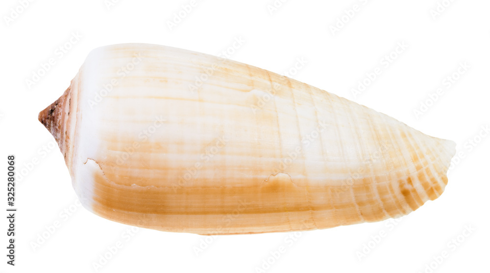 light brown shell of conus snail isolated light brown shell of conus snail isolated