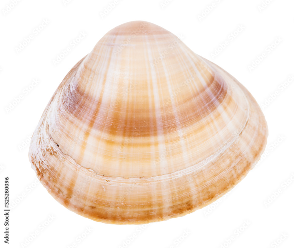 striped light brown shell of clam isolated striped light brown shell of clam isolated