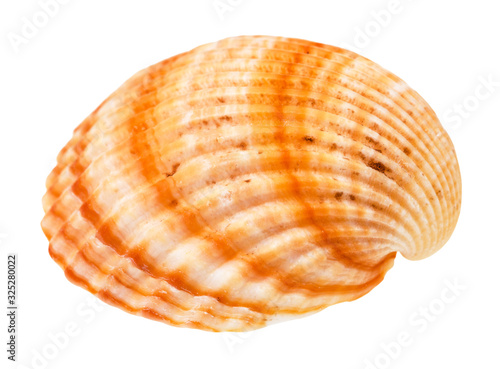 striped orange conch of cockle isolated on white