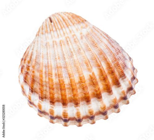 brown conch of cockle isolated on white