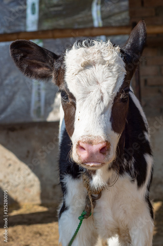 Portrait of the calf