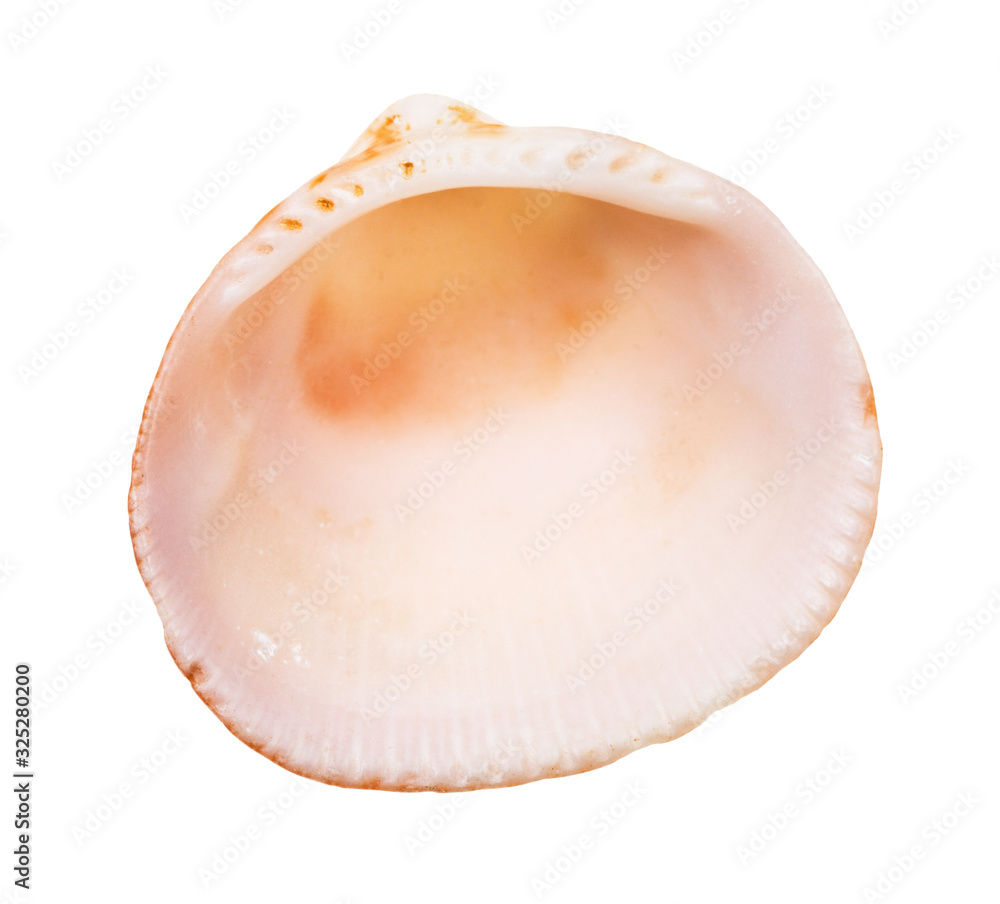 empty orange and pink shell of cockle isolated