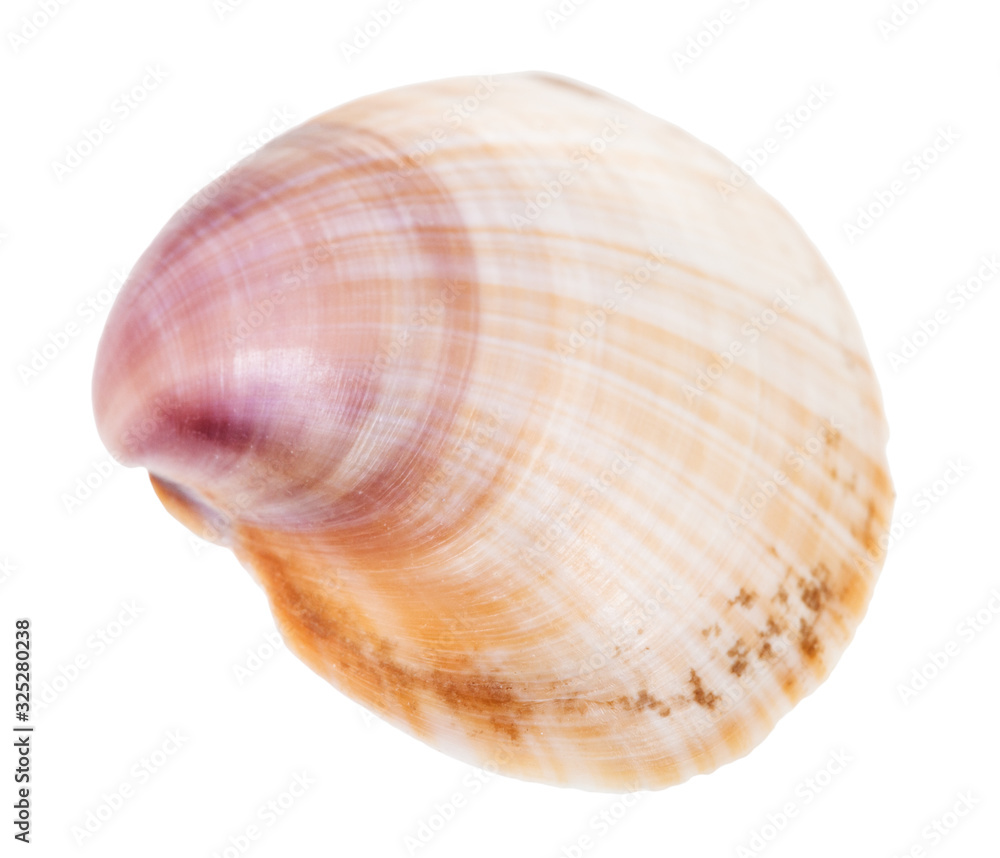 brown and purple shell of clam isolated on white brown and purple shell of clam isolated on white