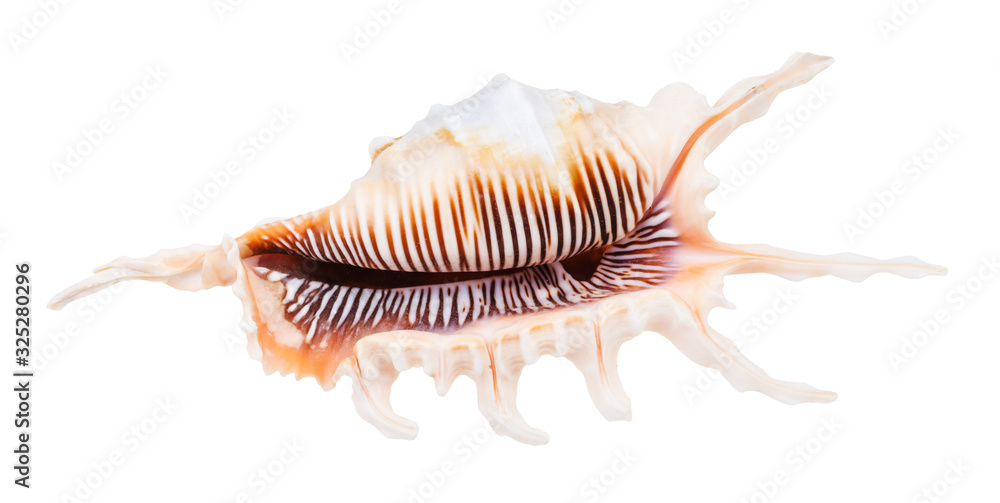 empty shell of murex snail isolated on white