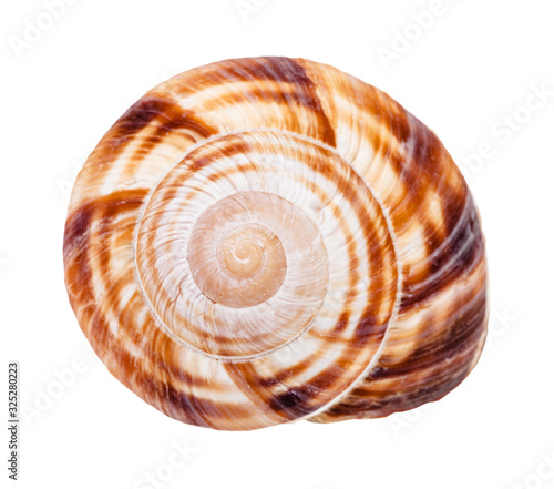 helix shell of burgundy snail isolated on white