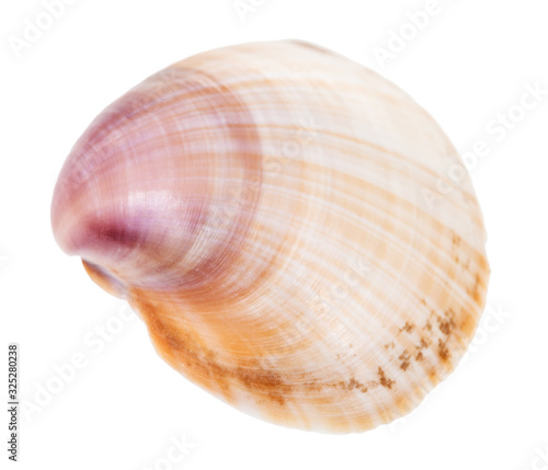 brown and purple shell of clam isolated on white