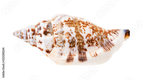 shell of whelk mollusc isolated on white