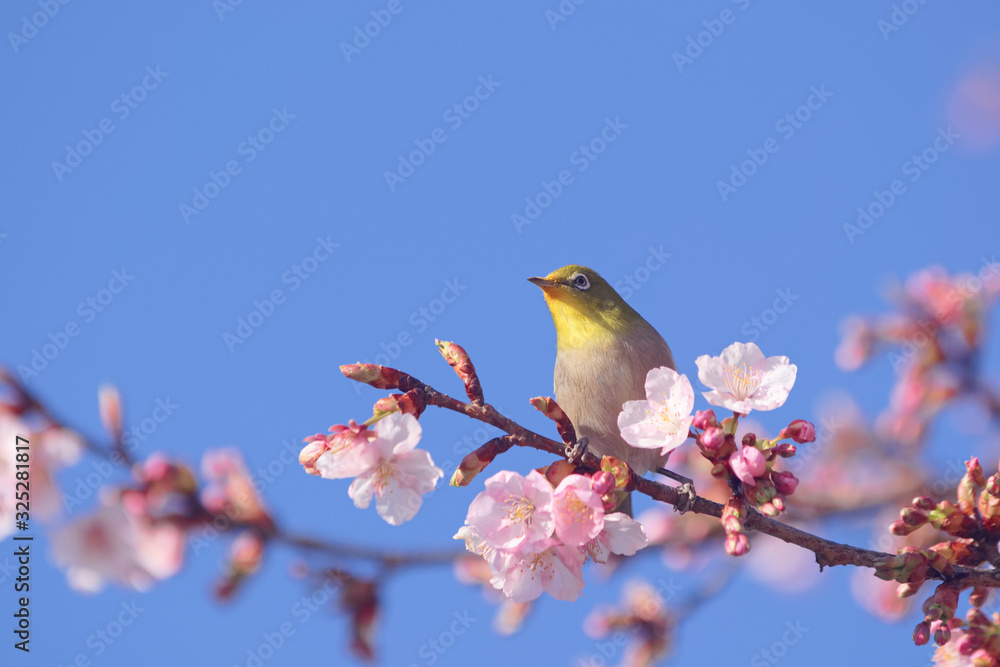 メジロとカワヅザクラ