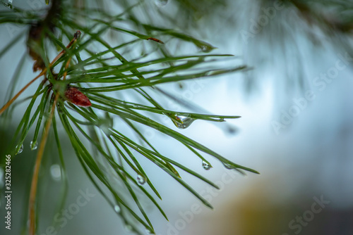 drops of water after a thaw on the needles of spruce branches. Close-up photo.