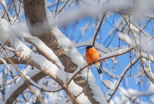 reddish chest bullfinch sitting on a tree branch.