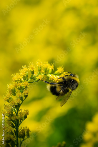 bumblebee collects flower nectar of goldenrod