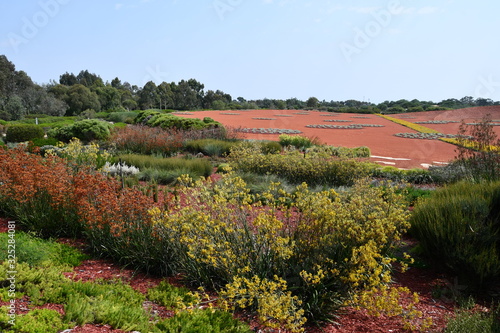 Kangaroo paw plants in front of the red sand desert garden at Australia Garden in the Cranbourne Royal Botanic Gardens.
