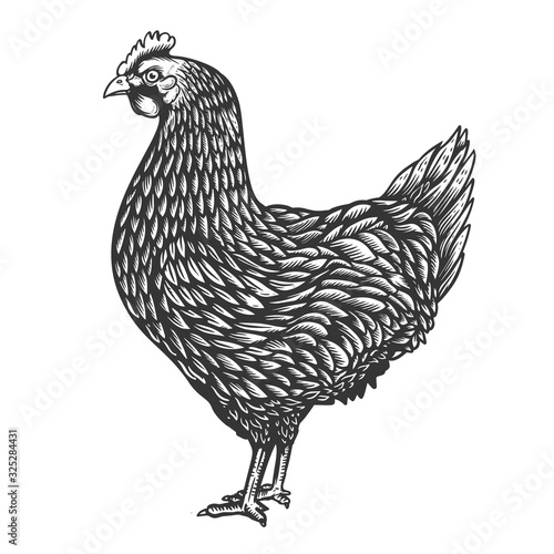 Illustration of chicken in engraving style. Design element for emblem, sign, poster, card, banner, flyer. Vector illustration