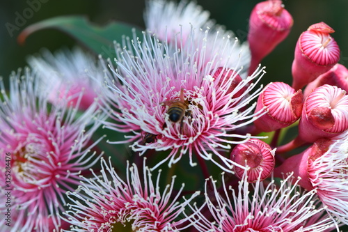 Pink flowers at Australia Garden in the Royal Botanic Gardens, Cranbourne, Victoria.