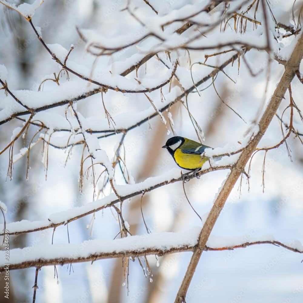 Fototapeta premium Titmouse on a snowy winter day