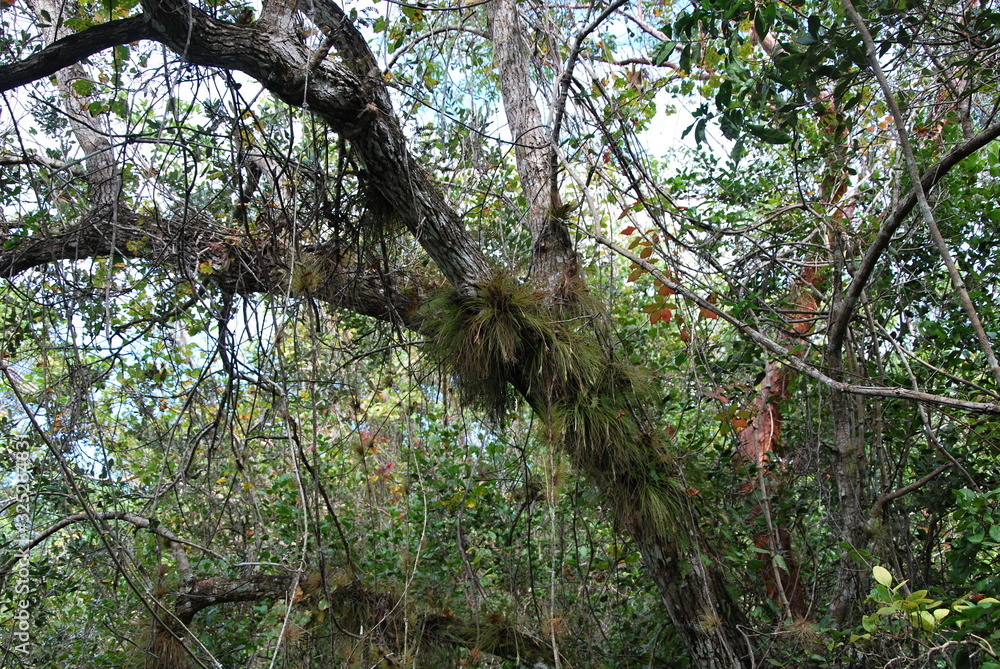 Fototapeta premium Everglades National Park, Florida