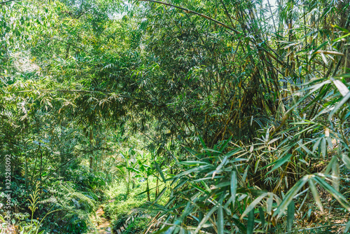 Tropical bamboo forest in Indonesia. The leaves and stems of bamboo. Natural tropical background.