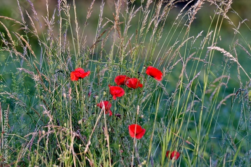 poppies blooming in nature