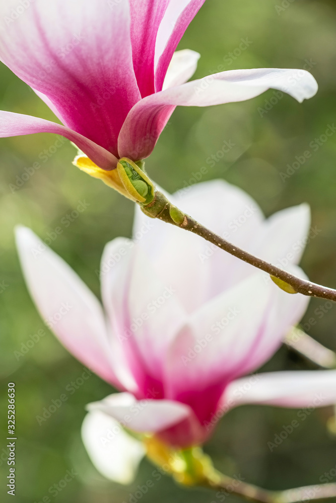 Fototapeta premium Flowering Magnolia Tulip Tree close up