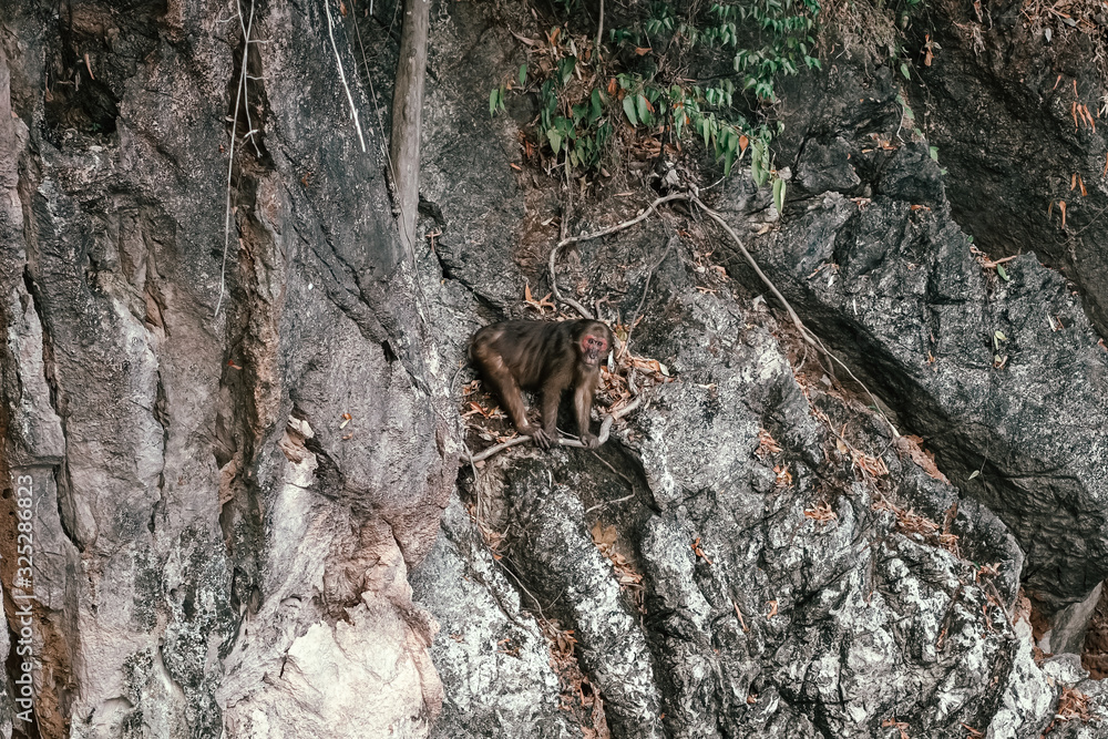 Wild monkey sitting on a rock in Khao Sok National Park, Thailand Wild monkey sitting on a rock in Khao Sok National Park, Thailand