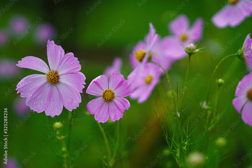 Cosmos flower after rain Cosmos flower after rain