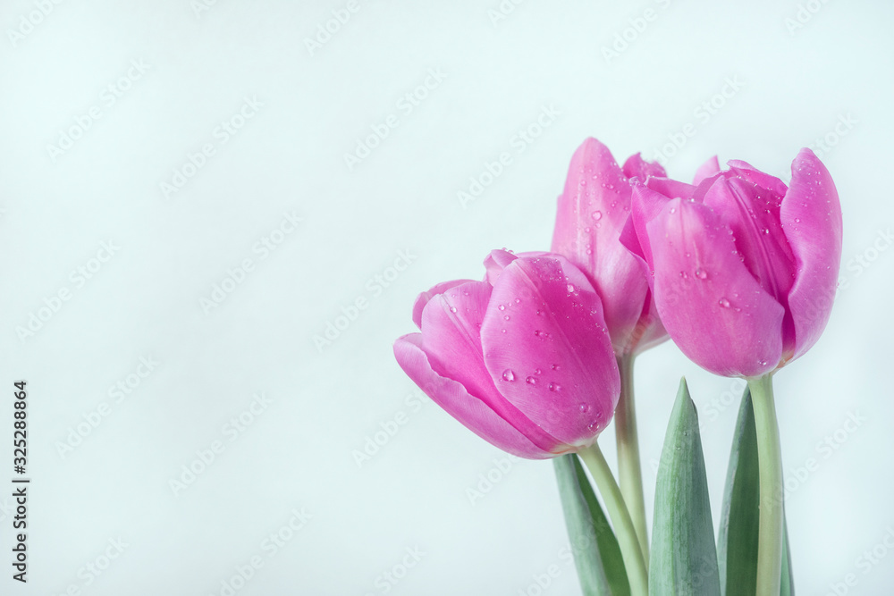 A bouquet of three crimson tulips with drops on the petals. Greeting card concept