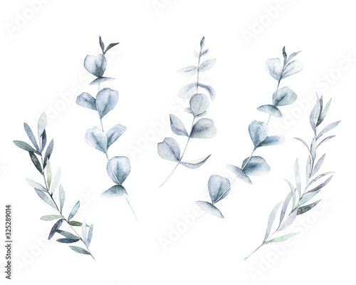 Watercolour floral set. Hand drawn isolated illustration. Botanical art backg...