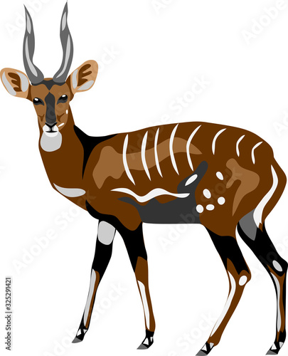 Bushbuck - colour vector illustration photo