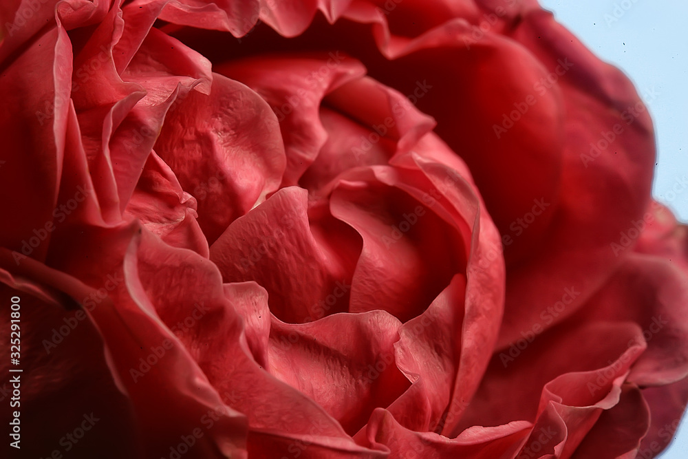 Naklejka premium background fold flower macro / red flower, abstract aroma background gentle summer rose