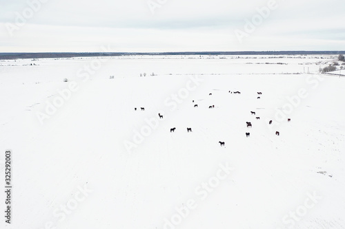 horse herd in winter field top view