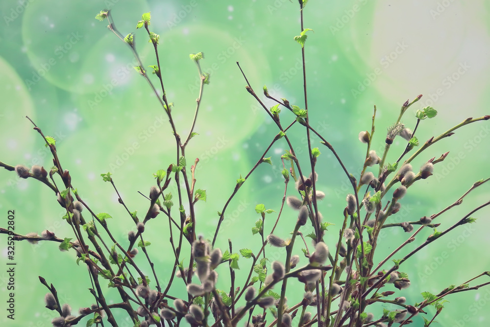 small branches with buds leaves / spring background, concept freshness botany youth small branches with buds leaves / spring background, concept freshness botany youth