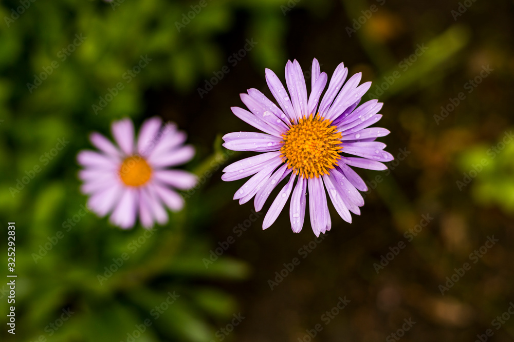 Two purple blooms of aster. Jagged violet leaves of bloom around yellow center. Two purple blooms of aster. Jagged violet leaves of bloom around yellow center.