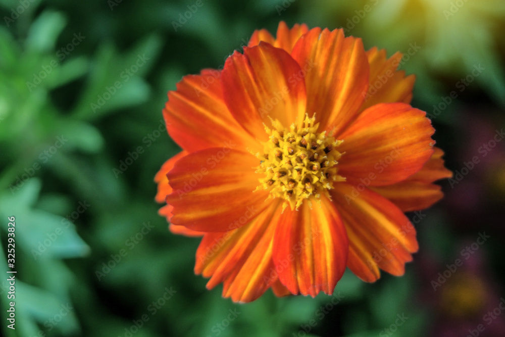 Mexican Aster flower, Cosmos Sulfur or Orange Cosmos in the garden. Mexican Aster flower, Cosmos Sulfur or Orange Cosmos in the garden.