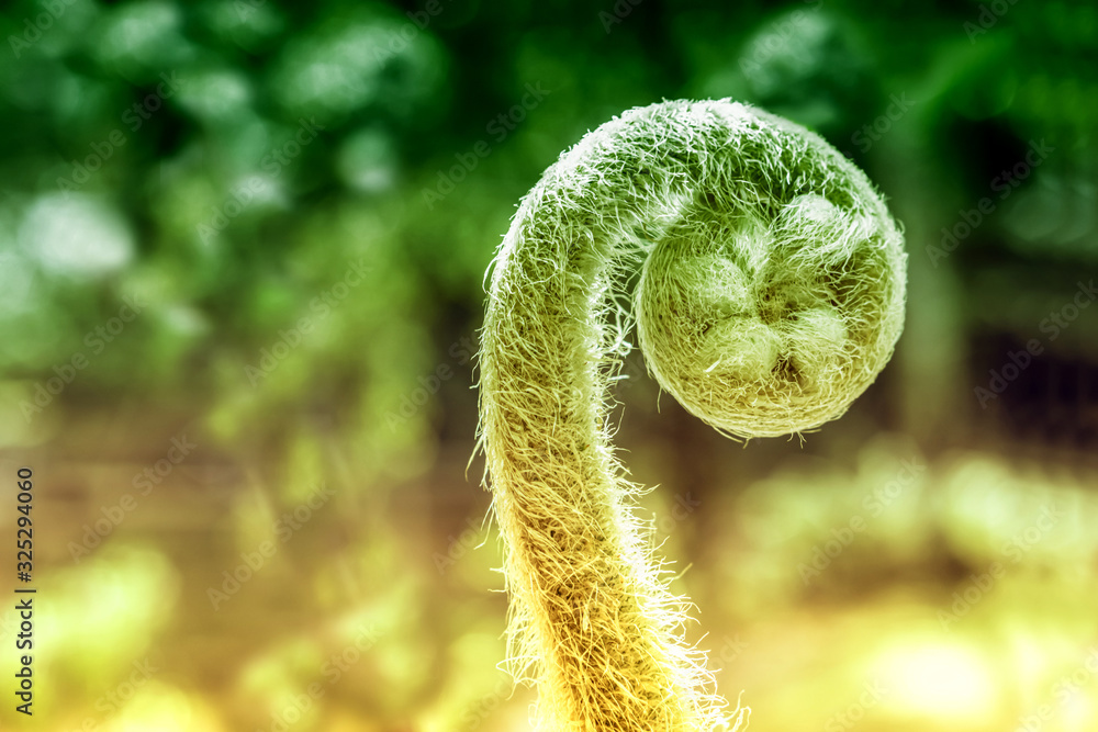 close up of fern leaf spring nature background close up of fern leaf spring nature background