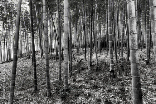 JP Bamboo side trunks close BW photo