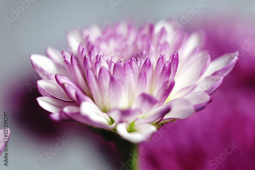 closeup of pink flower