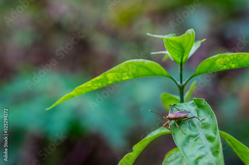 Brown insect on green leaves fresh spring nature background