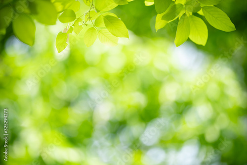 Nature of green leaf in garden at summer. Natural green leaves plants using as spring background cover page greenery environment ecology wallpaper