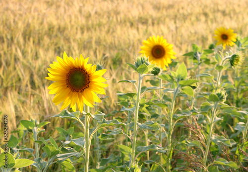 Sunflowers on a Sunny summer day in the background lighting