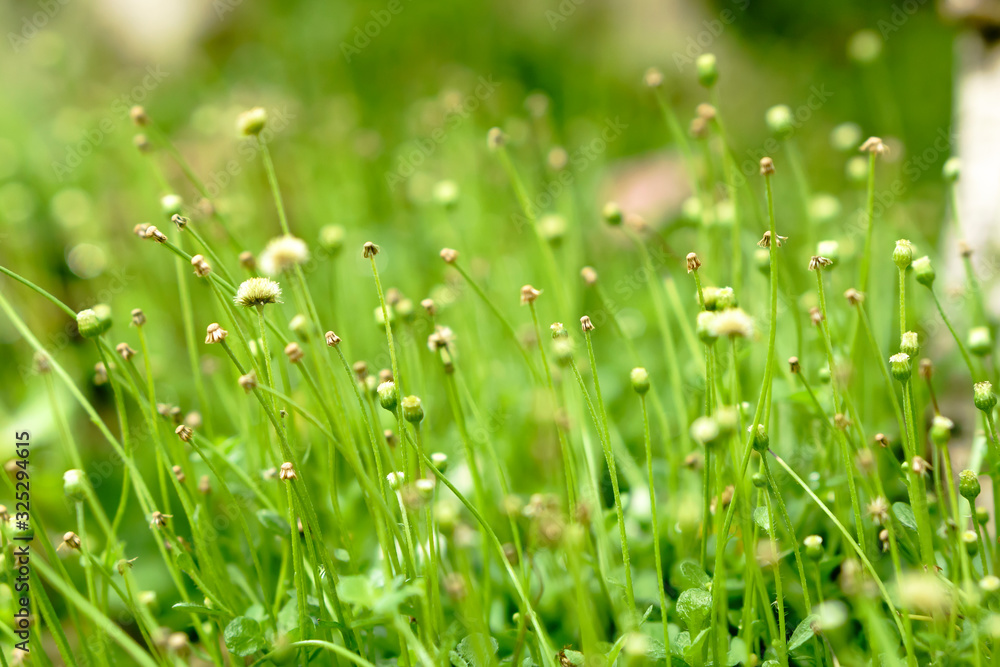 Morning green field