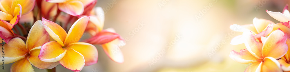 Fototapeta Beautiful nature view of flower on blurred background in garden with copy space for text using as summer background natural flower plants landscape, ecology, fresh cover page concept.