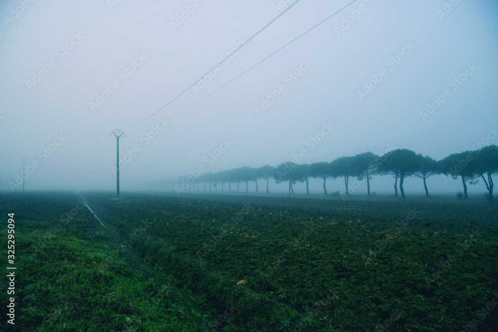 Misty foggy  road across Tuscany