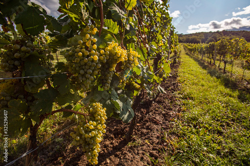 yellow grapes in green summer vineyard