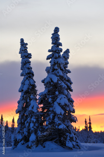 Sunrise behind snowcapped trees in winter, Lofsdalen, Sweden, Europe